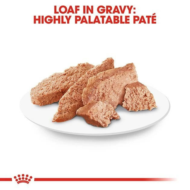 Wholesale ๐ Royal Canin Breed Health Nutrition Chihuahua Adult Loaf In Sauce ๐ฆฎ Dog Food ๐ - Image 6